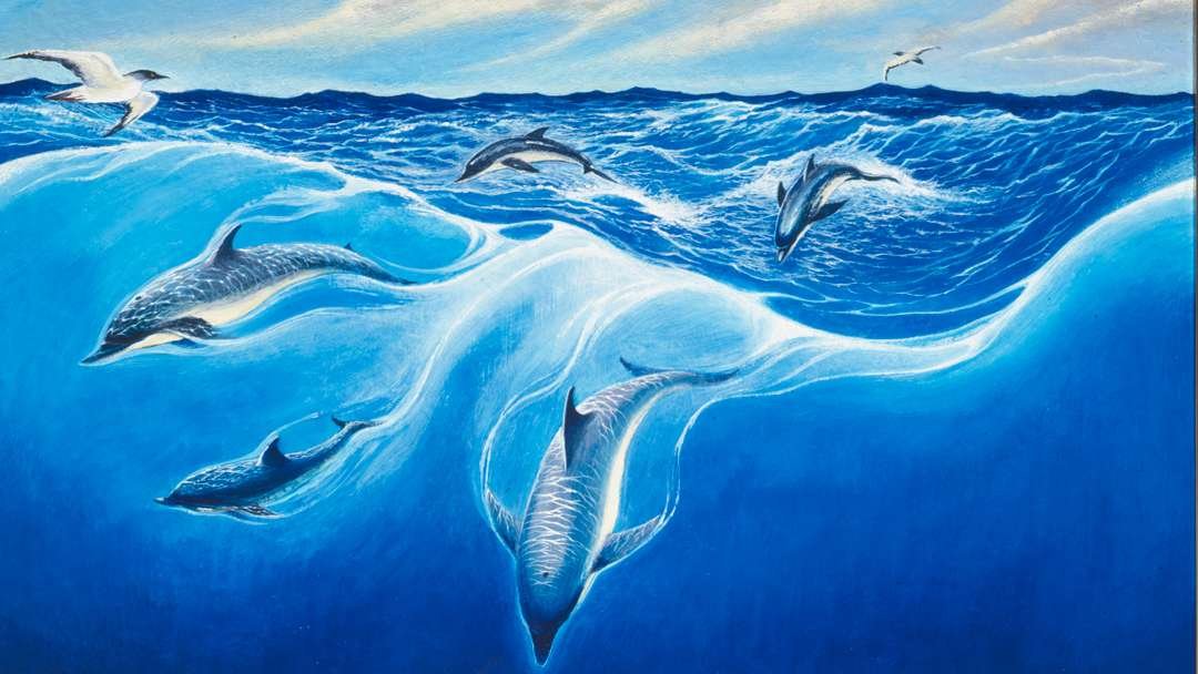 Dolphins