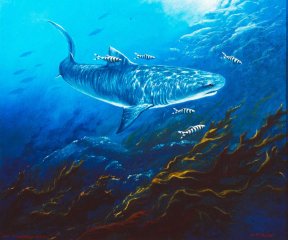 Tiger shark with pilot fish