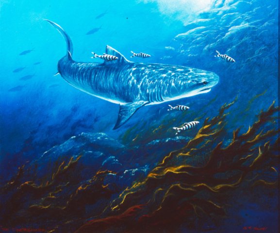 Tiger shark with pilot fish