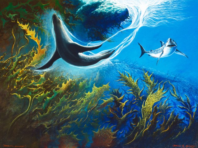 Great white shark pursuing a seal