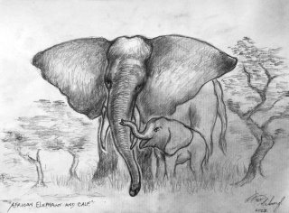 African Elephant with calf