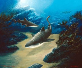 “The Grey Nurse Colony”