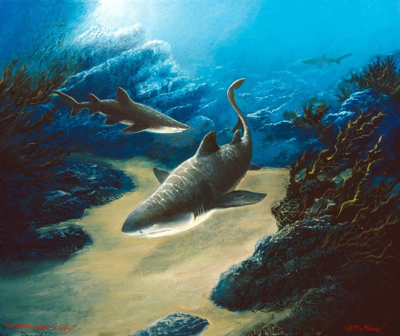 “The Grey Nurse Colony”