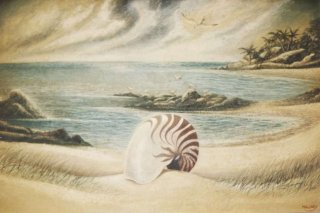 Nautilus Shell