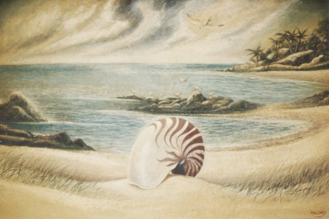 Nautilus Shell