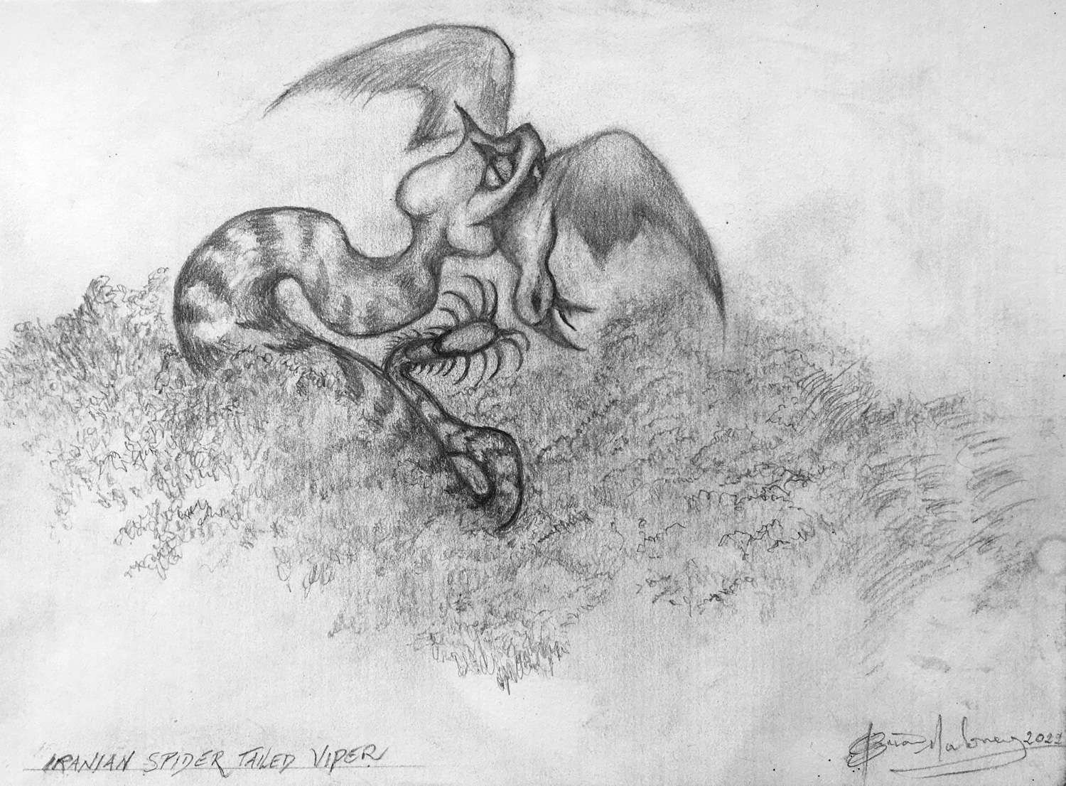 Iranian Spider-tailed Viper