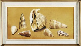 Variety of Shells