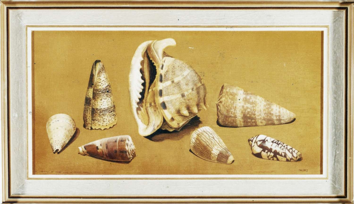 Variety of Shells