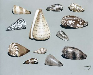 Cone Shells