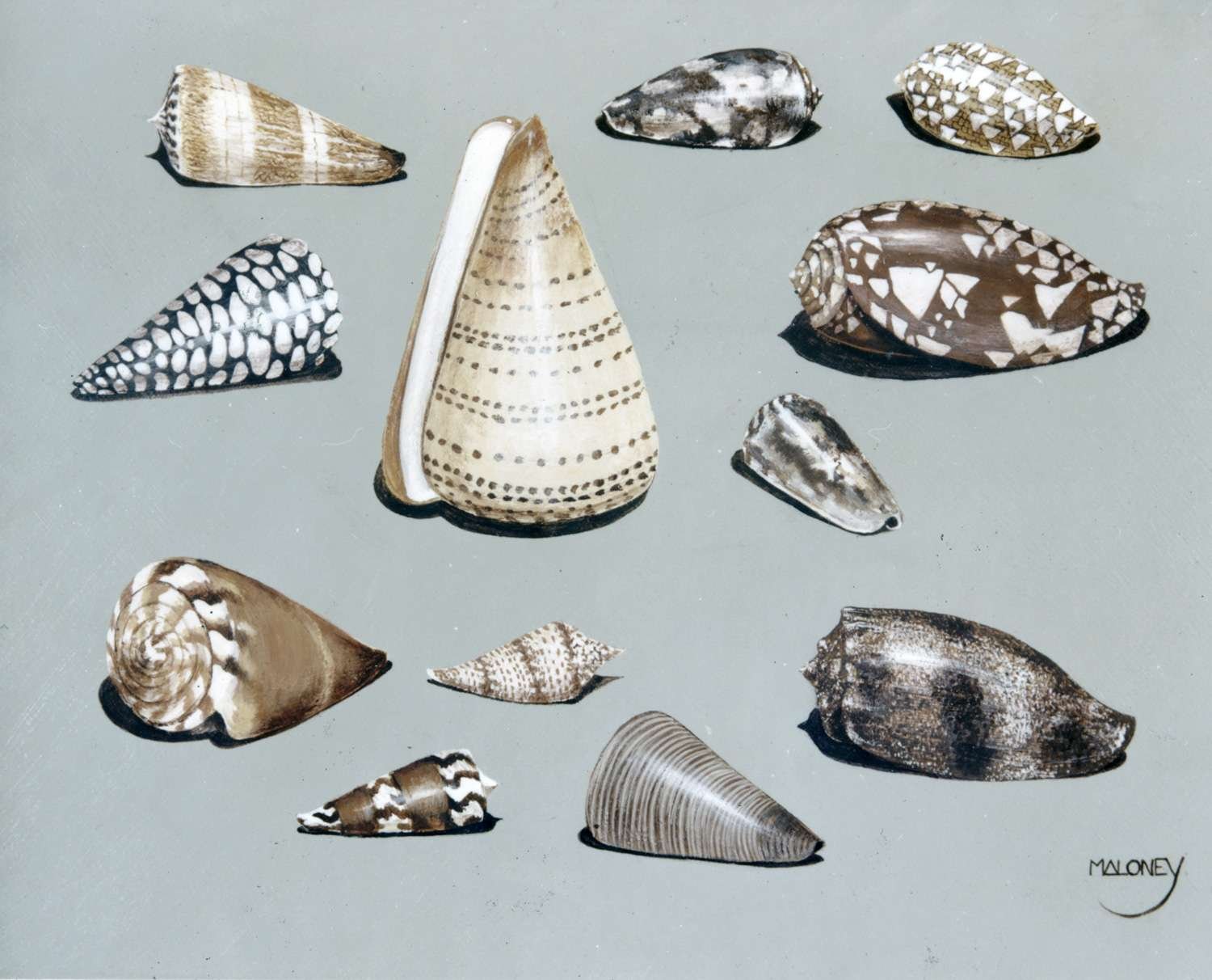 Cone Shells