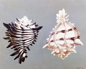Murex Shells