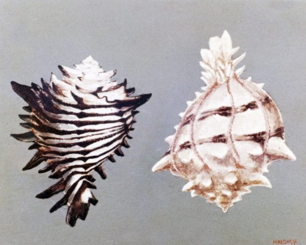 Murex Shells