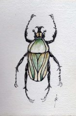 Beetle Watercolour