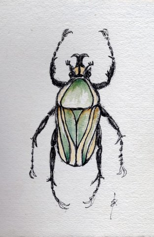 Beetle Watercolour