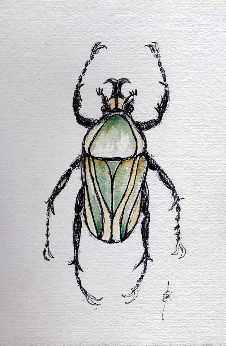 Beetle Watercolour