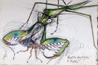 Mantis Enjoying a meal