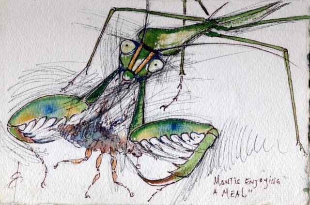 Mantis Enjoying a meal