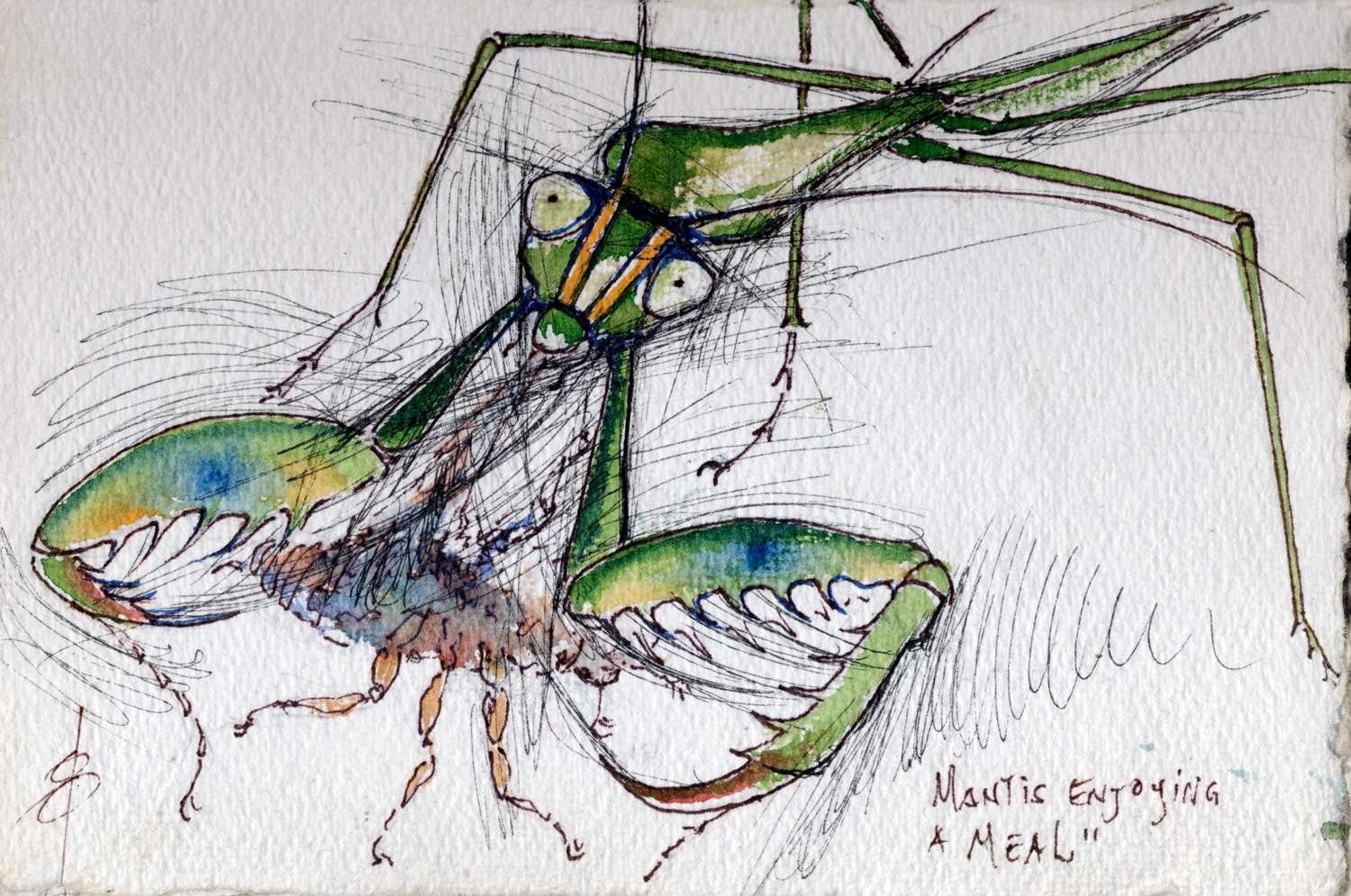 Mantis Enjoying a meal