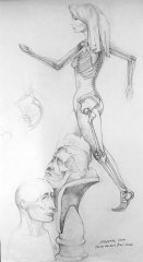 Skeletal Study