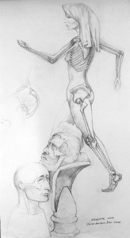 Skeletal Study