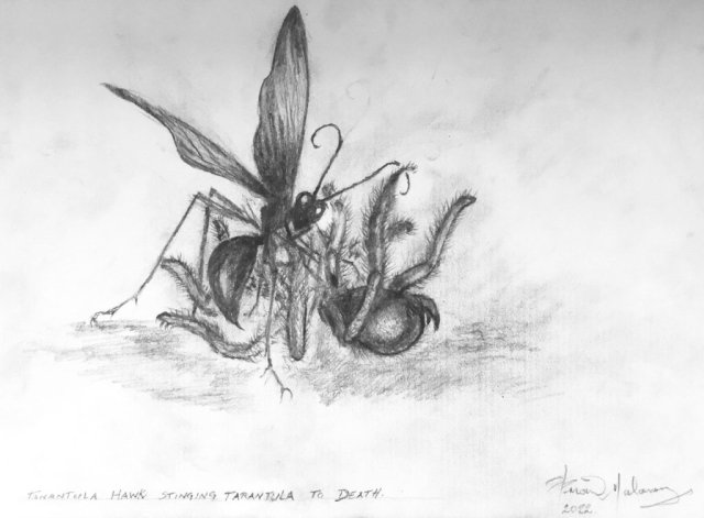 Tarantula Hawk stinging tarantula to death