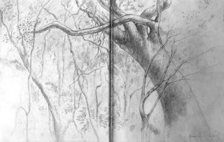 View of Sydney Beaches bushland